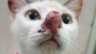 Gigantic Botfly Removed From Kitten's Nose