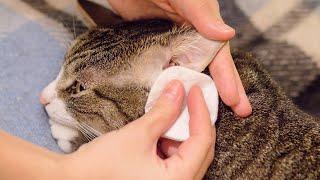 How To Clean A Cat's Ears