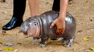 The Story and Family Tree of Moo Deng: The Thai Superstar Baby Hippo