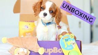 Unboxing Pupbox with Milton | Puppy Subscription Box | Cavalier King Charles Spaniel