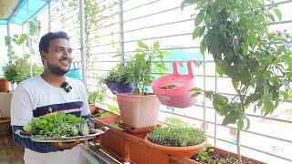 చిన్న బాల్కనీలో కూడా ఇన్ని కూరగాయలు Balcony Garden Harvest