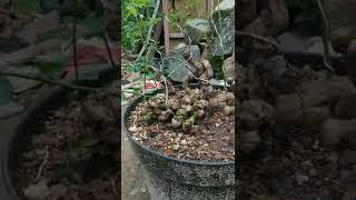 Bahan bonsai ileng ileng panorama istimewa