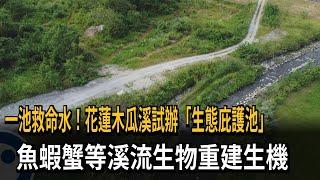 一池救命水！花蓮木瓜溪試辦「生態庇護池」　魚蝦蟹等溪流生物重建生機－民視新聞