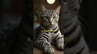 Top 10 Most Beautiful Cat Breeds 2024