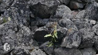 American Pika Collecting Food for Winter Part 1