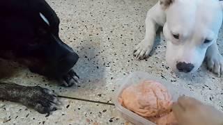 oliang and nomyen the pit bulls eat raw minced salmon [ASMR]