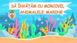 Sa invatam cu Morcovel - Animalele Marine