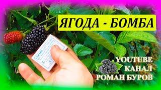 ЕЖЕВИКА НАТЧЕЗ - одна из самых крупных и ранних ежевик без шипов. Как выращивать ежевику.