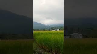 tidak lama lagi musim menuai #sawah #padi #sawahpadi