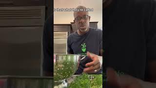 The healthiest plant #moringa #andrethefarmer #gardeninghack #growyourownfood #permaculturelife