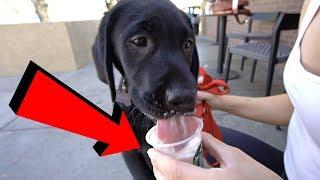 Labrador Puppy Has His First Pup Cup!!