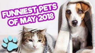 Funniest Pets of May 2018 | Funny Pet Compilation | #thatpetlife