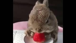 Ушастик завтракает клубничкой