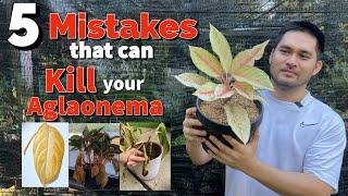 5 MISTAKES THAT CAN KILL YOUR AGLAONEMA