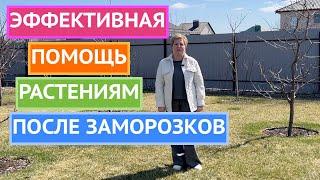 ПОМОГИТЕ РАСТЕНИЯМ ВОССТАНОВИТЬСЯ ПОСЛЕ СТРЕССА!