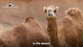 Dromedary Camels