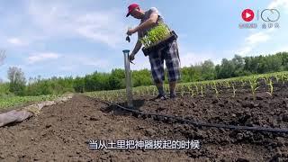 这个小伙厉害了，发明农作物种植器，农民兄弟有福了