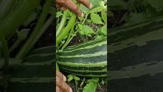 Aairah harvesting #Courgette. #Garden #UK #LittleFarmer