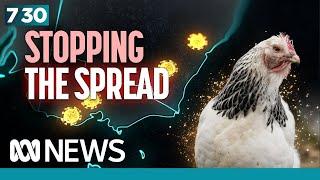 Australia in grip of unprecedented bird flu outbreak | 7.30