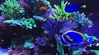  Coral Reef Aquarium Fish Tank with Water Sound - Tropical Fish, Screensaver 10 Hours