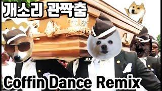 관짝춤 강아지 리믹스 ( Coffin dance meme dog cover ) 관짝밈 황천길 edm