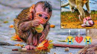 B-reaking News After Heavy Raining!! P.itiful Small Monkey Baby Tia Is Very Wet & Cool.