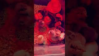 Chicken Math Is Real  #chicks #chickens #incubator #round3