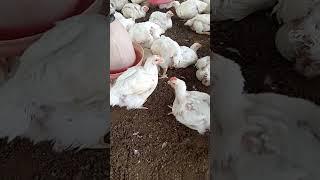 murga ka average 2500 farm new video poltry murgi #shorts #poultrybusiness #youtubeshorts #new