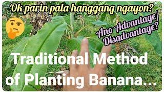 『Traditional Method of Planting Banana』〘Ano ba advantage nito?〙