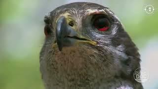 Northern goshawk (Accipiter gentilis) - Master of the forest.