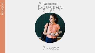 Общая характеристика класса Пресмыкающиеся | Биология 7 класс #33 | Инфоурок