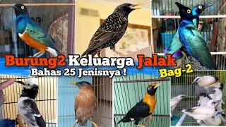 Burung2 kicau keluarga Jalak, Bag-2 ‼️Burung2 mewah. Bahas jenisnya. Disertai harganya.