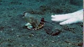 Diver convince octopus to trade his plastic cup for a seashell