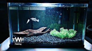 Setting Up A Native Fish Tank