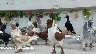 Beautiful pigeons for syria  إجمل حمام من سوريا  لاتنسى دعمنا بلايك والاشتراك بالقناة تشجيعا لنا