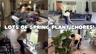 Getting Ready for Spring! Cleaning Motivation, Repotting & Rearranging Plants 🪴