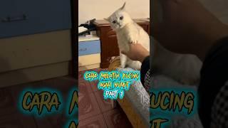 Cara Melatih Kucing Agar Nurut PART 1#shorts #shortsfeed #cat