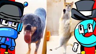 Try Not to Laugh at these Insane Cats and Dogs!