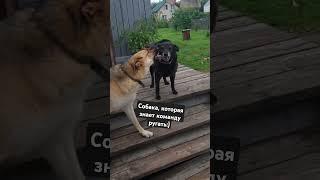 Собака, которая знает команду ругать! #собака #mydog #mypet #shorts #нефть #топ #деревня