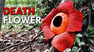 Rafflesia: This Corpse Flower Reeks Of Death