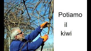 Potiamo il kiwi