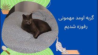 نگهداری گربه خانگی  British Shorthair Cat