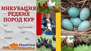 Инкубация редких пород кур. "Мое Подворье"