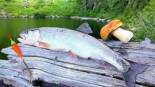 Alpine Lakes Trout Fishing with LIVE BUGS! Catch & Cook!!!