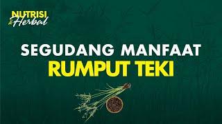 Umbi Rumput Teki Dapat Mengatasi Nyeri Pada Gigi Hingga Gatal Pada Kulit | Nutrisi & Herbal #42