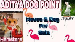 Rabbit,Hamsters,Mouse & Pet For Sale....Aditya Dog Point And Accessories...