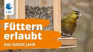 Wie füttere ich die Vögel im Garten richtig?