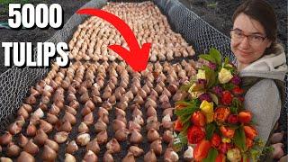 How Flower Farmers Plant Tulips For Cut Flowers