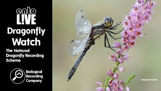 DragonflyWatch: The National Dragonfly Recording Scheme