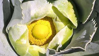 Riquezas de Pallasca  Nro. 2  flora endémica y fauna sobre la cordillera de los Andes en Ancash perú